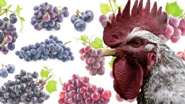 Is it OK for chickens to eat grape leaves?