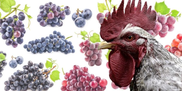 Is it OK for chickens to eat grape leaves?