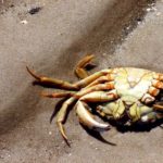 Is it OK to cook dead crab?