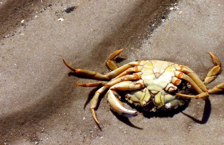 Is it OK to cook dead crab?