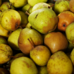 Is it OK to eat unripe pears?