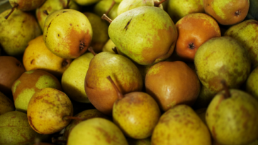 Is it OK to eat unripe pears?