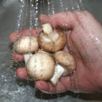 Is it OK to wash mushrooms?