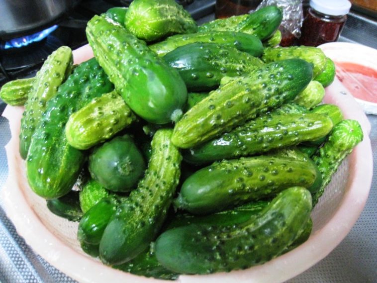 Is it bad to eat too many pickled gherkins?