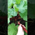 Is it better to cut or pull rhubarb?
