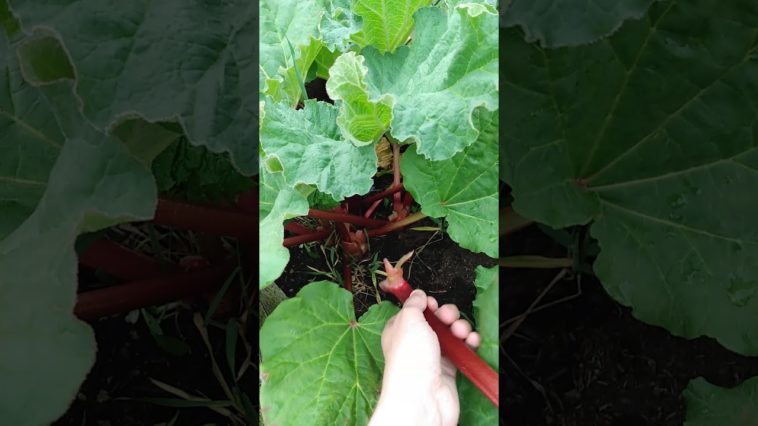 Is it better to cut or pull rhubarb?