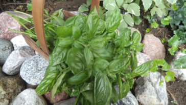 Is it better to freeze or dry fresh basil?