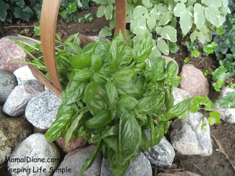 Is it better to freeze or dry fresh basil?