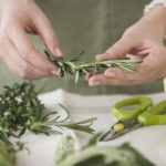 Is it better to freeze or dry rosemary?