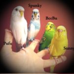 Is it better to have 1 parakeet or 2?