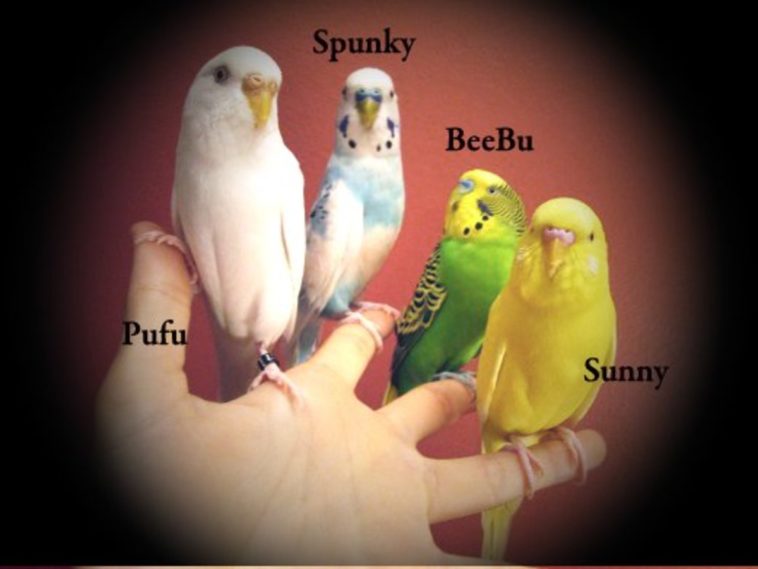 Is it better to have 1 parakeet or 2?