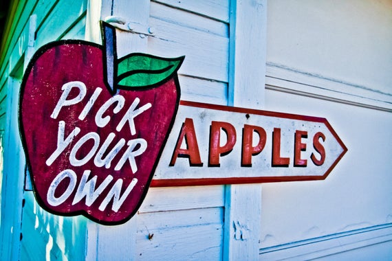 Is it cheaper to pick your own apples?