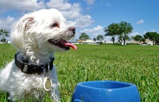 Is it cruel to feed a dog once a day?