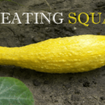 Is it good to eat squash everyday?