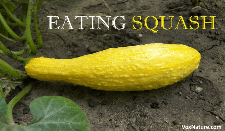 Is it good to eat squash everyday?