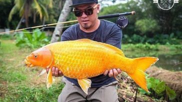 Is it illegal to flush a fish down the toilet UK?