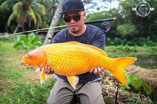 Is it illegal to flush a fish down the toilet UK?