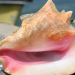 Is it illegal to take a conch shell?