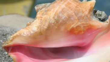 Is it illegal to take a conch shell?