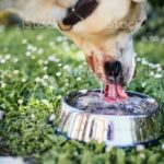 Is it rude to drink pho from bowl?
