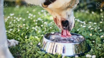 Is it rude to drink pho from bowl?