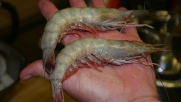 Is jumbo shrimp real?