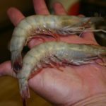 Is jumbo shrimp real?