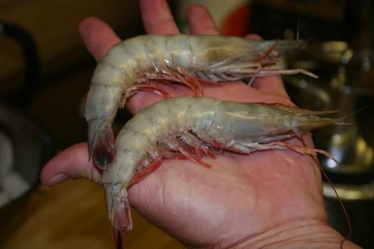 Is jumbo shrimp real?