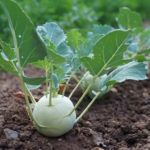 Is kohlrabi a Superfood?
