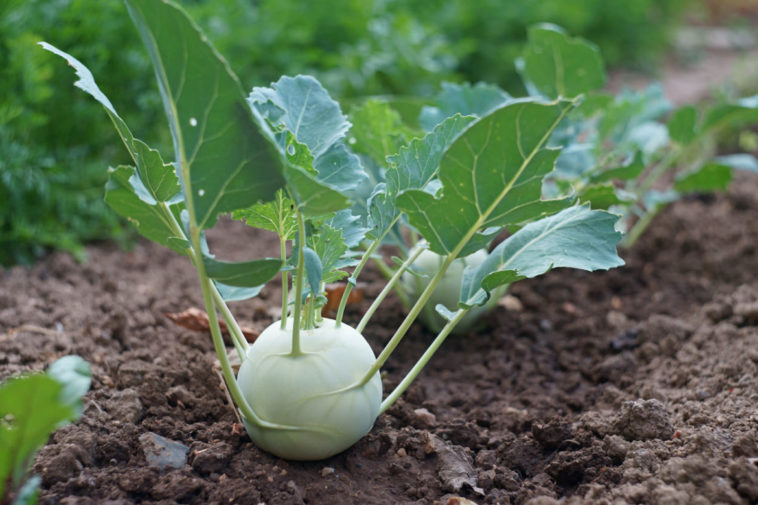 Is kohlrabi a Superfood?