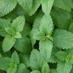 Is lemon balm bad for thyroid?