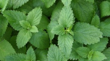 Is lemon balm bad for thyroid?