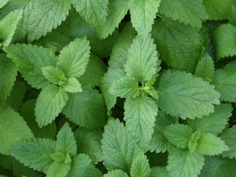 Is lemon balm bad for thyroid?