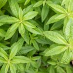 Is lemon verbena poisonous?