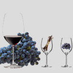 Is merlot or shiraz better for cooking?
