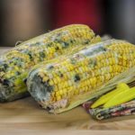 Is moldy corn safe to eat?