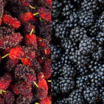 Is mulberry the same as Blackberry?