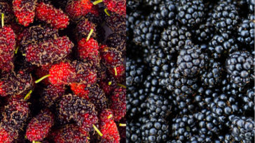 Is mulberry the same as Blackberry?