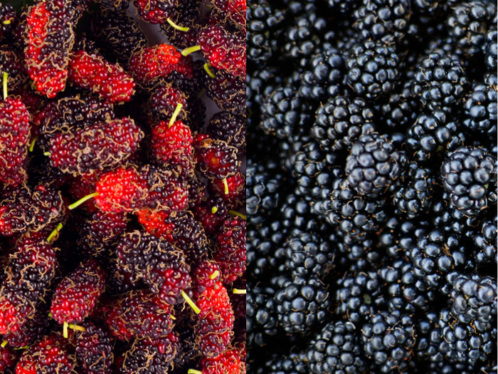 Is mulberry the same as Blackberry?