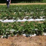 Is pick your own cheaper?