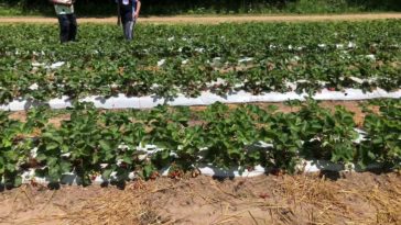 Is pick your own cheaper?