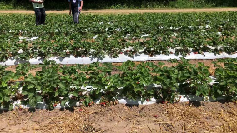 Is pick your own cheaper?