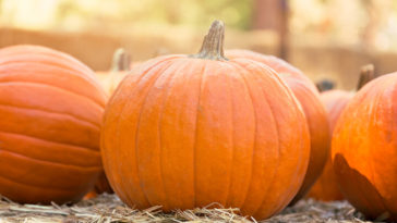 Is pumpkin healthy to eat?