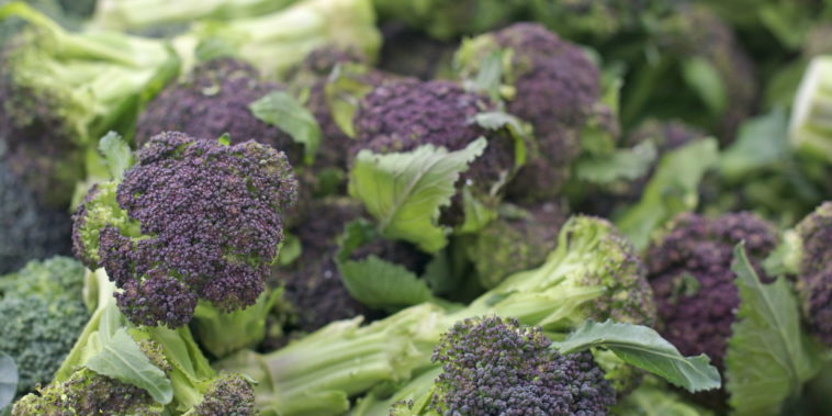 Is purple broccoli still good?