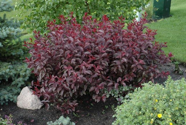 Is purple leaf sand cherry poisonous to dogs?