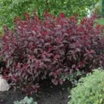 Is purple-leaf sand cherry poisonous to dogs?