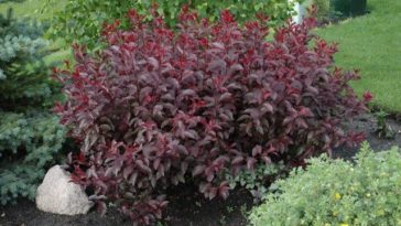 Is purple-leaf sand cherry poisonous to dogs?