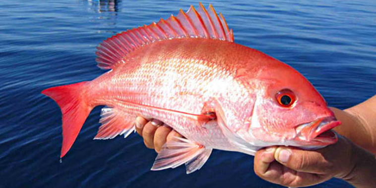 Is red snapper expensive?