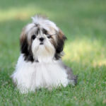 Is rice good for Shih Tzu?