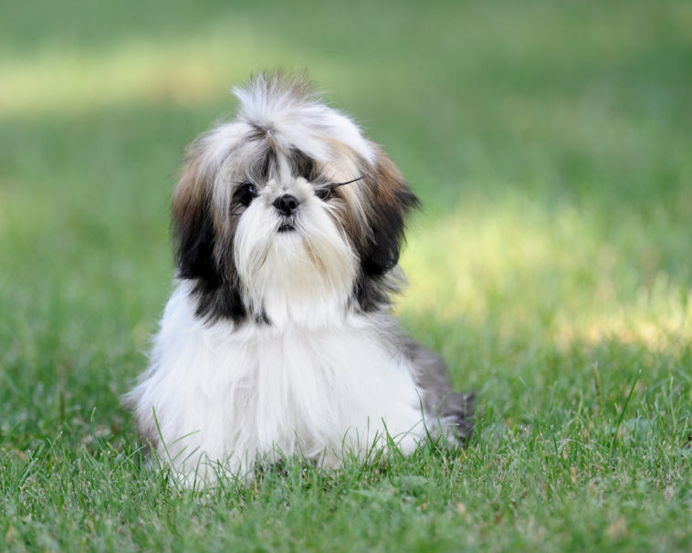 Is rice good for Shih Tzu?